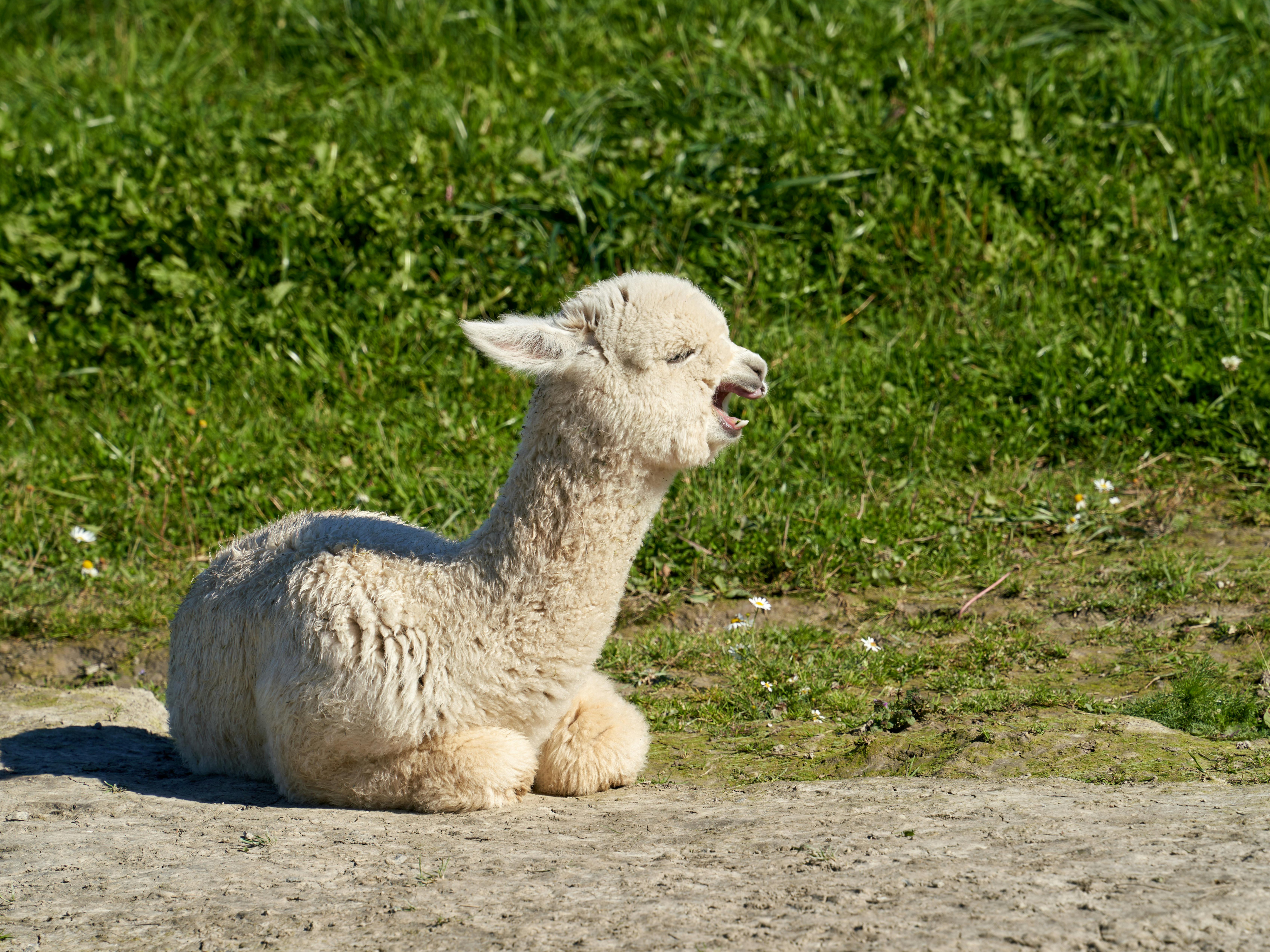 Babyalpaka: Die edelste Faser für exklusive Mode