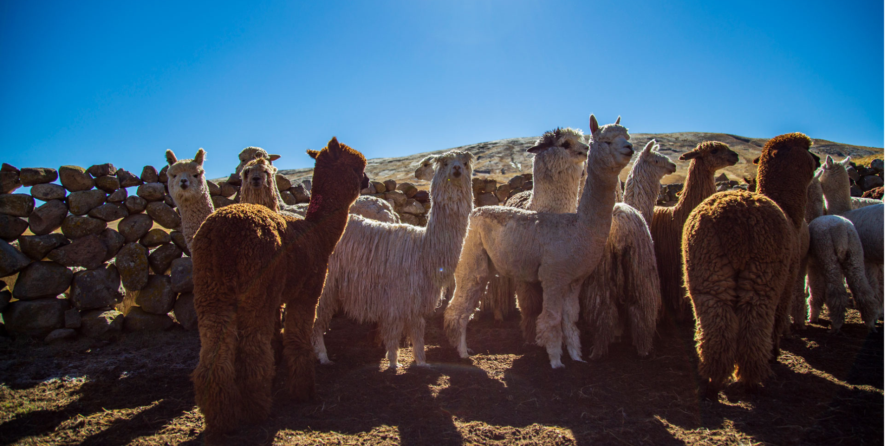 Von den Menschen bis zu den Tieren......