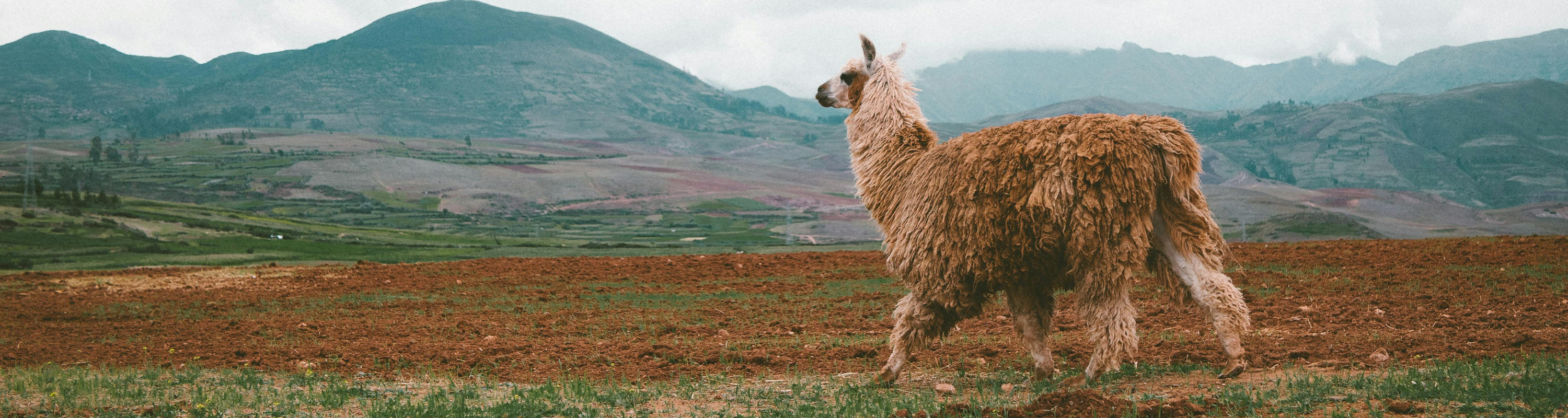 Alpakas sparen Energie Banner