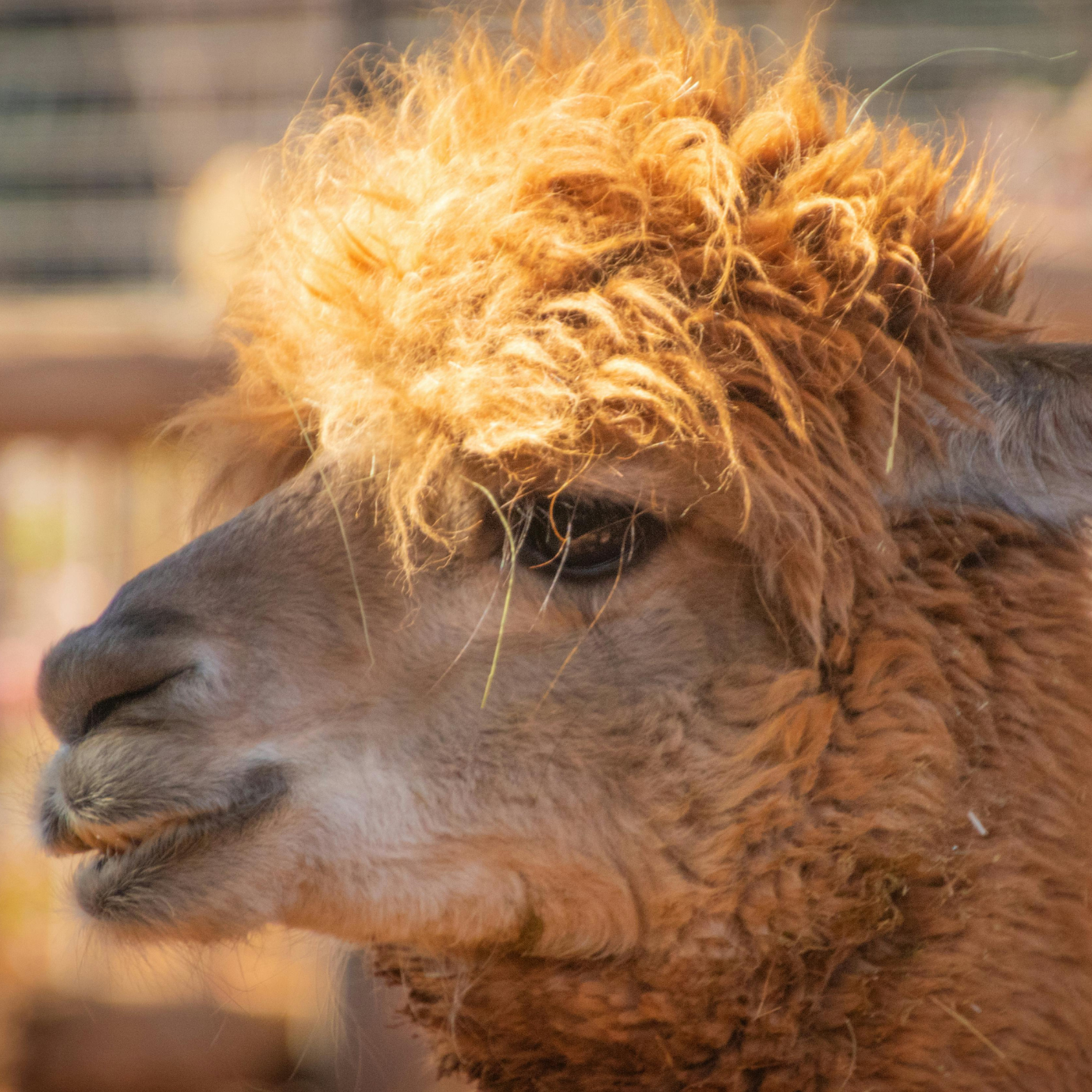 Kein Tierleid für die Produktion Banner